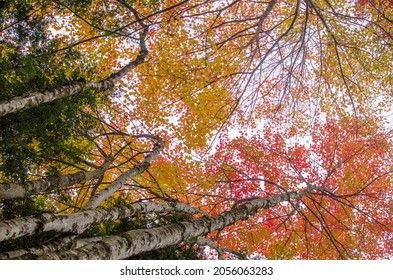 Brilliant Fall Foliage In New England