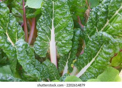 Brilliant Green Chard Leaves In Permaculture Bed