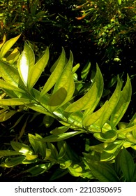 Brilliant Green Plants Glowing In The Sun.