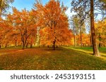 Brilliant orange, yellow and red colors on the trees during autumn at High Bridge Park in downtown Spokane, Washington, USA.