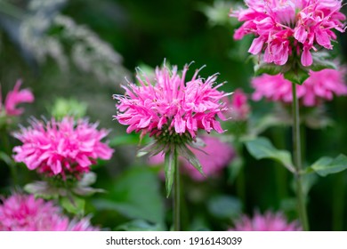 Brilliant Pink Bee Balm Plant, Monarda Didyma, Highlighted By The Morning Sun.