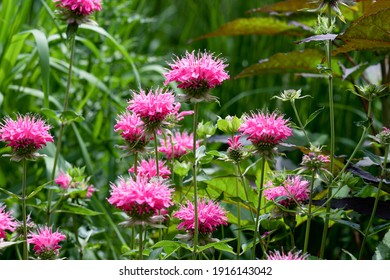 Brilliant Pink Bee Balm Plant, Monarda Didyma, Highlighted By The Morning Sun.