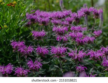 Brilliant Pink Bee Balm Plant, Monarda Didyma Flowering In Perrenial Garden