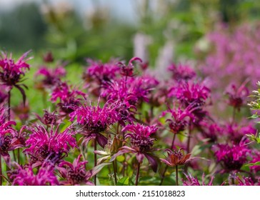 Brilliant Pink Bee Balm Plant, Monarda Didyma Flowering In Perrenial Garden