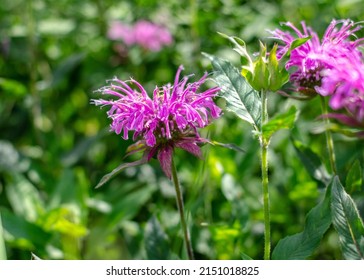 Brilliant Pink Bee Balm Plant, Monarda Didyma Flowering In Perrenial Garden