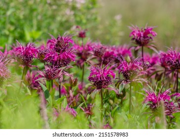 Brilliant Pink Bee Balm Plant, Monarda Didyma Flowering In Perrenial Garden