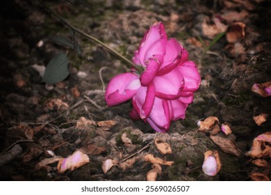 Rosa Iceberg brillante 