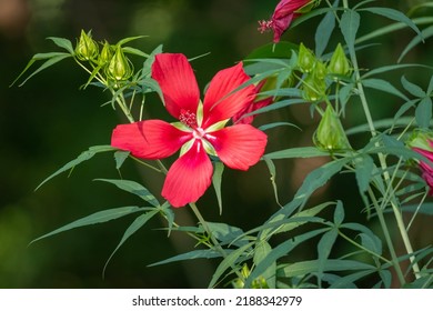 A Brilliant Red Blom Of Scarlet Rosemallow (Hibiscus Coccineus), Native To The Southeast US. Raleigh, North Carolina.