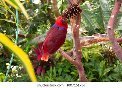 Brilliant red Eclectus parrot with pine cone