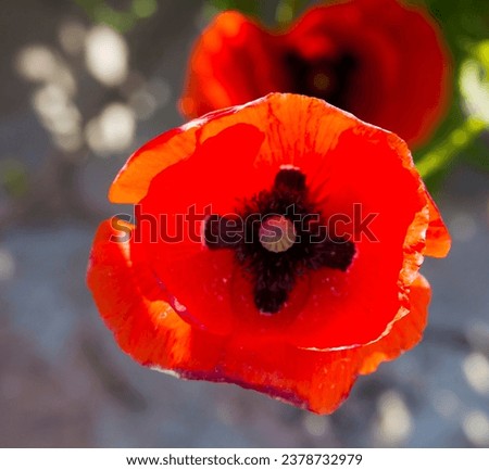 The brilliant red of the Flander's Poppy  papaver rhoeas is contratsed against the black cross in the center and is a symbol of the First World War battle in Flander's fields.