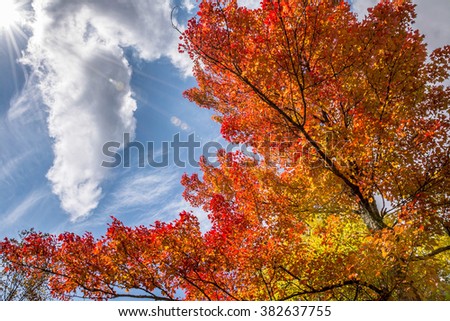 Brilliant red maple tree in peak colors interposed with a cloud in the sky.