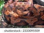 Brilliant scaled and patterned northern copperhead snake in a coil.