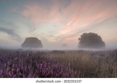 Brilliant Sunrise At The Heather