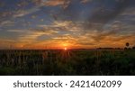 A brilliant sunset illuminates the dramatic sky at Kissimmee Prairie Preserve in Okeechobee, FL. The sun on the horizon shines over a vast, nearly treeless landscape, backlighting the grasses.