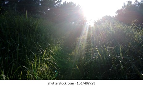 Brilliant Sunshine In The Forest