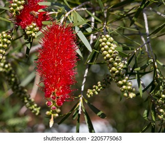 Brilliant West Australian Wildflower Red Bottlebrush Callistemon Shrub Blooming In Dalyellup, Near Bunbury, Western Australia In Spring Attracts Honey Bees And Native Birds To The Sweet Nectar.