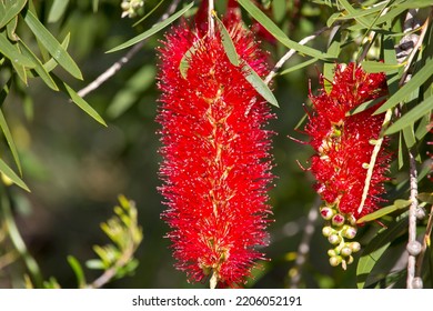 Brilliant West Australian Wildflower Red Bottlebrush Callistemon Shrub Blooming In Dalyellup, Near Bunbury, Western Australia In Spring Attracts Honey Bees And Native Birds To The Sweet Nectar.