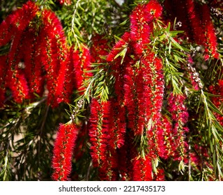 Brilliant West Australian Wildflower Red Bottlebrush Callistemon Shrub Blooming In Dalyellup, Near Bunbury, Western Australia In Spring Attracts Honey Bees And Native Birds To The Sweet Nectar.