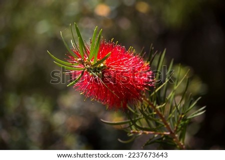 Brilliant West Australian wildflower red bottlebrush callistemon shrub blooming in Dalyellup, near Bunbury, Western Australia in spring attracts honey bees and native birds to the sweet nectar.