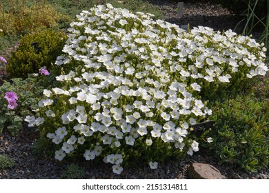 Brilliant white spring blooms of the arenaria montana blizzard forming a carpet on the ground