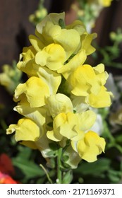 Brilliant Yellow Snapdragon In Sunshine