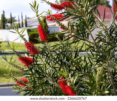 Brilliant young West Australian wildflower red bottlebrush callistemon shrub blooming in Dalyellup, near Bunbury, Western Australia in spring attracts honey bees and native birds to the sweet nectar.