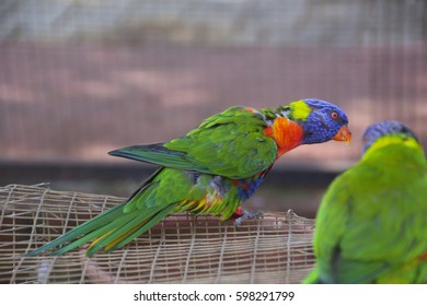 111 Lorikeet mates Images, Stock Photos & Vectors | Shutterstock