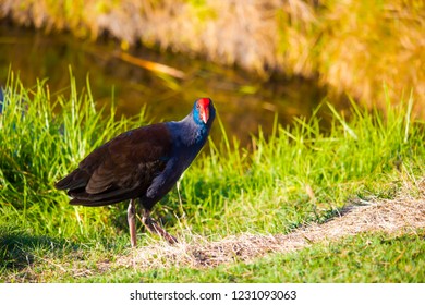 Brilliantly Feathered Purple Swamp Hen Porphyria Stock Photo 1231093063 ...