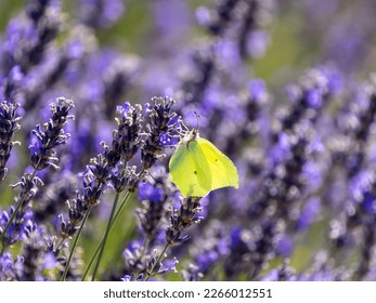 Brimstone Butterfly Resting on Lavender - Powered by Shutterstock