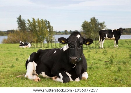 brindle or black-and-white cow resting and ruminating on a floodplain pasture along the river