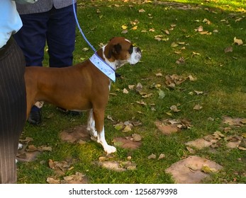 Brindle Boxer Dog On A Leash Standing On Grass At A Wedding Awaiting His Ring Bearer Duties