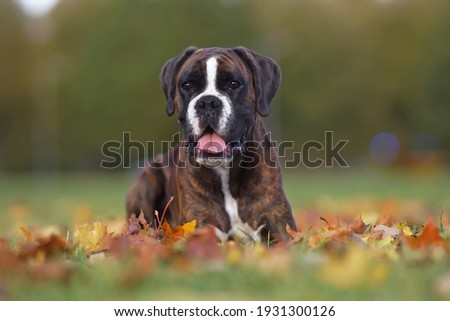 Brindle Boxer dog posing outdoors lying down on fallen maple leaves in autumn