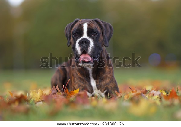 Brindle Boxer dog posing outdoors lying down on\
fallen maple leaves in\
autumn