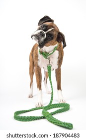 Brindle Boxer Dog Wearing Green Collar And Leash Waiting For Walk