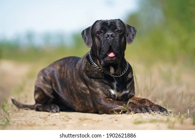 Brindle Cane Corso dog with uncropped ears and a chain collar posing outdoors lying down on a rural road in summer - Powered by Shutterstock