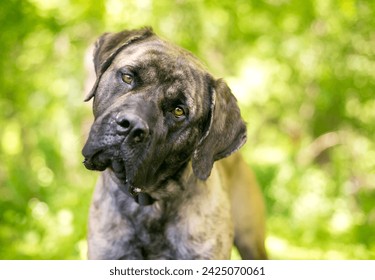 A brindle Cane Corso Italian Mastiff dog looking at the camera and listening with a head tilt
