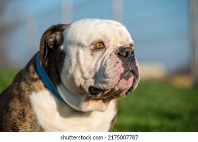 Brindle Coat American Bulldog Dog Portrait Outside