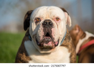 Brindle Coat American Bulldog Dog Portrait Outside