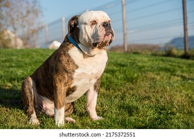 Brindle Coat American Bulldog Dog Portrait Outside