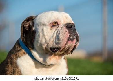 Brindle Coat American Bulldog Dog Portrait Outside