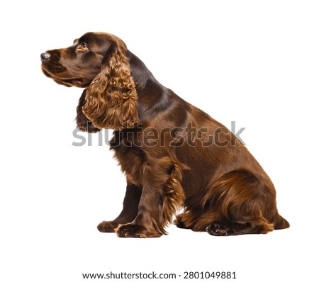 Brindle Cocker Spaniel Sitting Pose Dark Brown Striped Coat Isolated on White Background