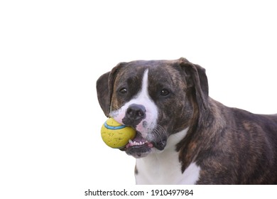 Brindle Dog Chewing A Ball