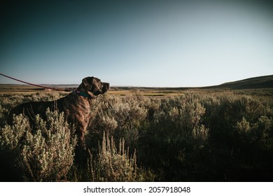 Brindle English Mastiff on a leash in silhouette looks out over a field of sage brush in rural Wyoming Montana Yellowstone National Park - Powered by Shutterstock