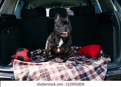 Brindle French bulldog sitting in the trunk of a car on a plaid with a red ball and a pillow in sunny weather, traveling with a dog concept