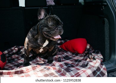 Brindle French bulldog sitting in the trunk of a car on a plaid with a red ball and a pillow in sunny weather, traveling with a dog concept