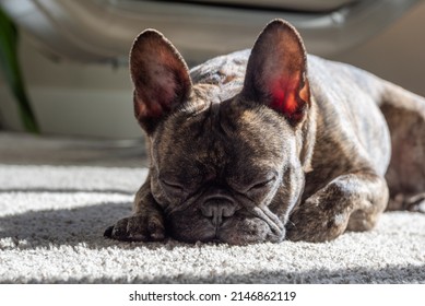 A brindle french bulldog sleeping laying on carpet inside sun bathing with the sun streaks through the window very relaxed and calm. - Powered by Shutterstock