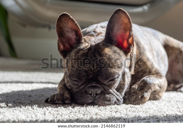 A brindle french bulldog sleeping laying on carpet\
inside sun bathing with the sun streaks through the window very\
relaxed and calm.