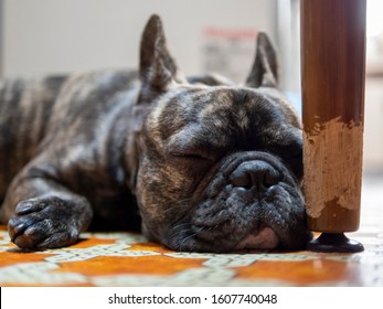 Brindle French bulldog take a nap after chewing table leg ,funny animal concept