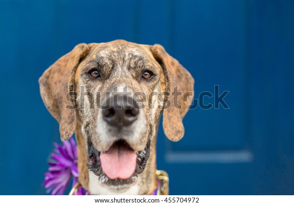 Brindle Great Dane Dog Smile Front Stock Photo Edit Now 455704972