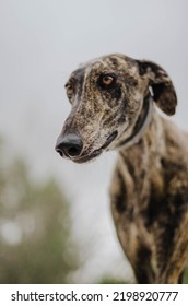 Brindle Greyhound With Antiparasitic Gray Collar